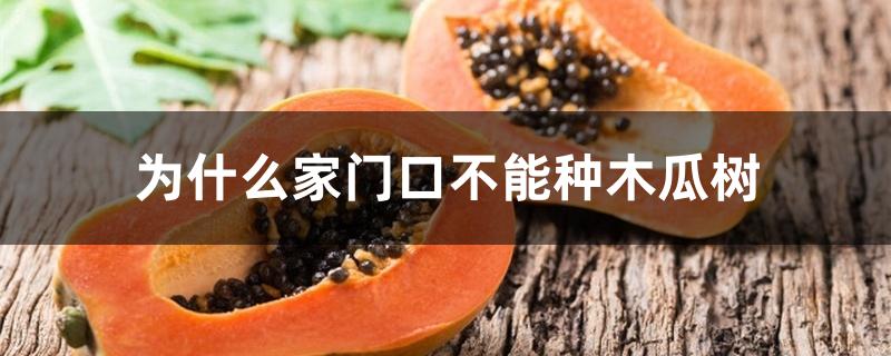为什么家门口不能种木瓜树 为什么家门口不能种木瓜树