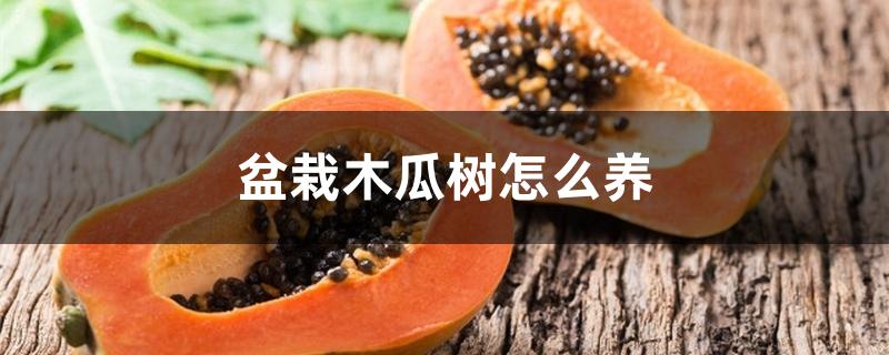 盆栽木瓜树怎么养 盆栽木瓜树怎么养