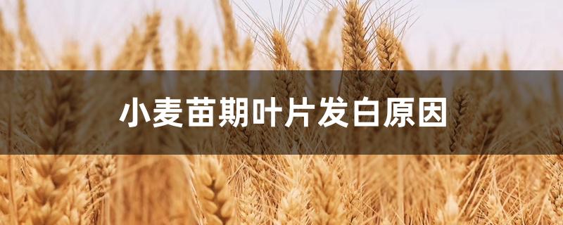 小麦苗期叶片发白原因 小麦苗期叶片发白原因
