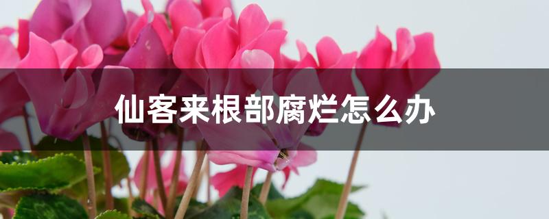 仙客来根部腐烂怎么办 仙客来根部腐烂怎么办
