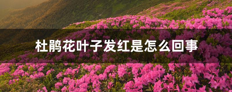 杜鹃花叶子发红是怎么回事 杜鹃花叶子发红是怎么回事