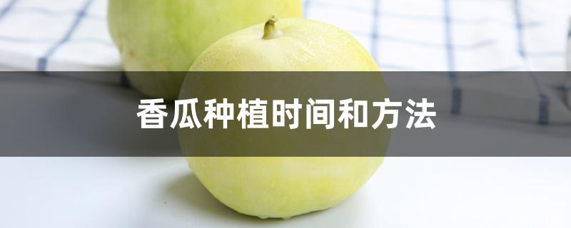 香瓜种植时间和方法 香瓜种植时间和方法