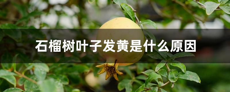 石榴树叶子发黄是什么原因