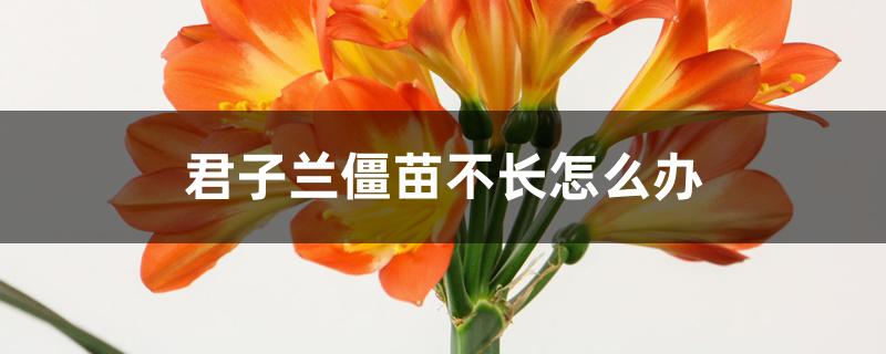 君子兰僵苗不长怎么办 君子兰僵苗不长怎么办