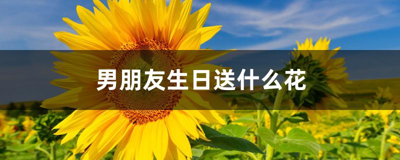 男朋友生日送什么花 男朋友生日送什么花
