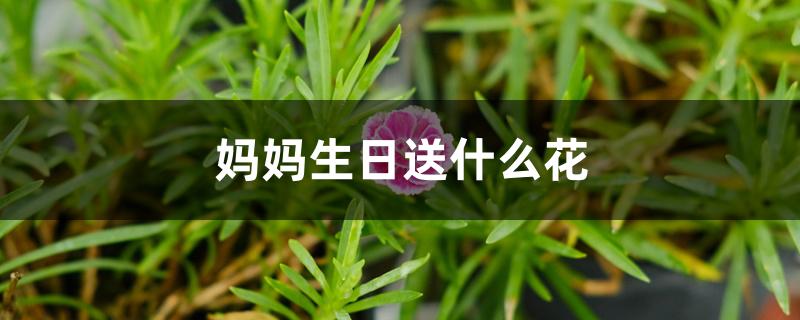 妈妈生日送什么花 妈妈生日送什么花