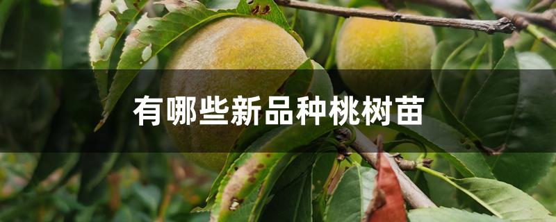 有哪些新品种桃树苗 有哪些新品种桃树苗