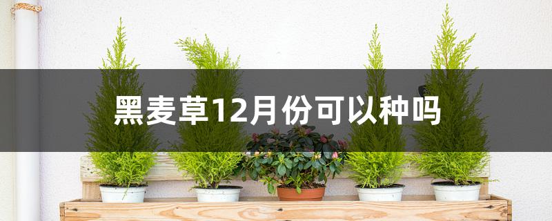 黑麦草12月份可以种吗 黑麦草12月份可以种吗