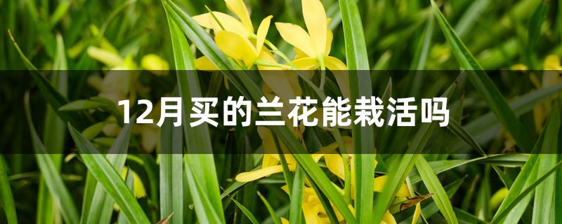 12月买的兰花能栽活吗 12月买的兰花能栽活吗