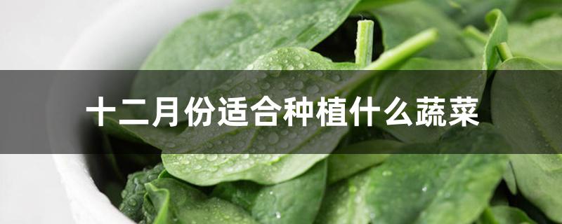 十二月份适合种植什么蔬菜 十二月份适合种植什么蔬菜