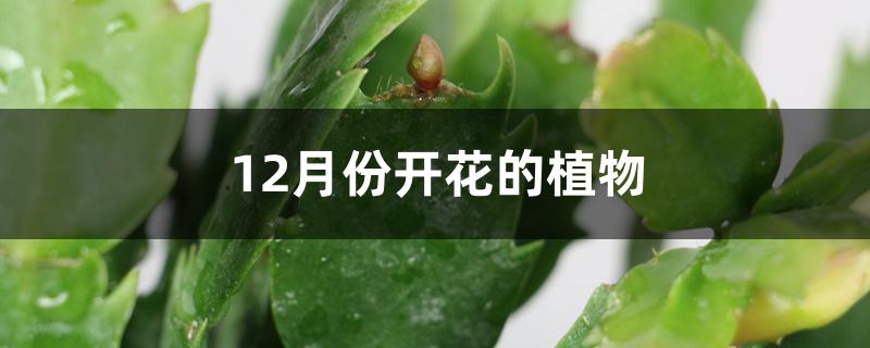 12月份开花的植物 12月份开花的植物