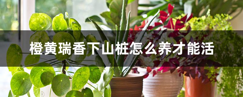 橙黄瑞香下山桩怎么养才能活 橙黄瑞香下山桩怎么养才能活