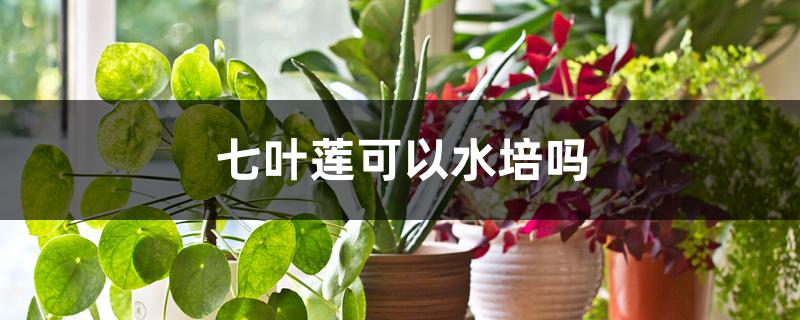 七叶莲可以水培吗 七叶莲可以水培吗
