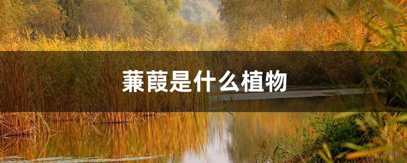 蒹葭是什么植物