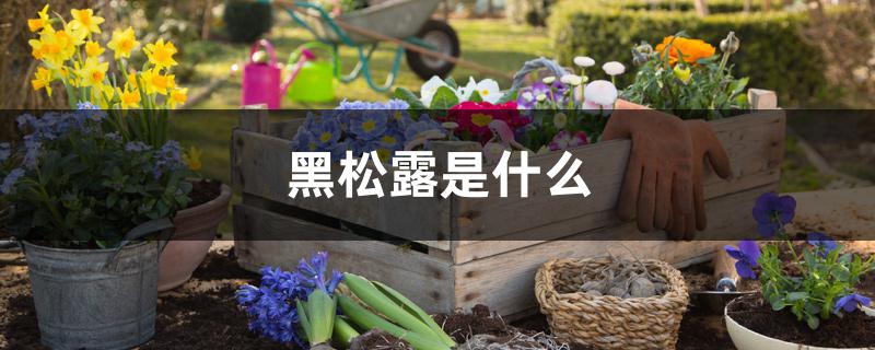 黑松露是什么 黑松露是什么