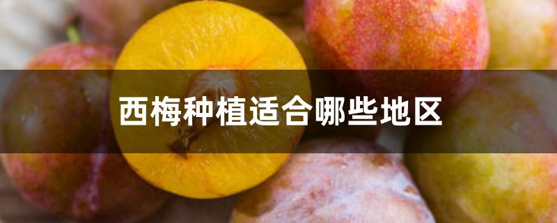 西梅种植适合哪些地区 西梅种植适合哪些地区