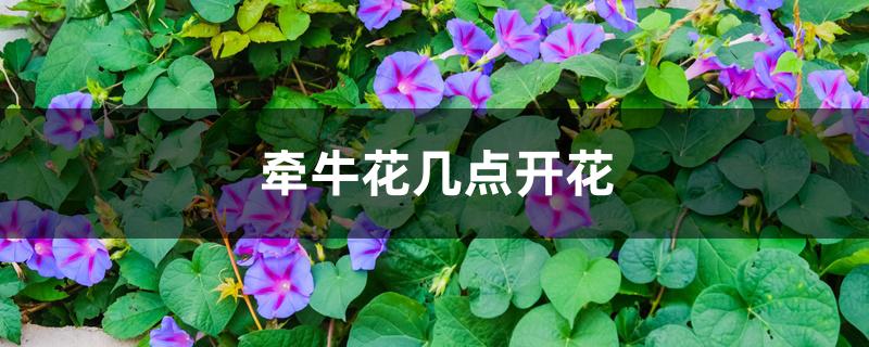 牵牛花几点开花 牵牛花几点开花