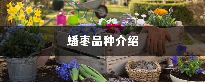 蟠枣品种介绍 蟠枣品种介绍
