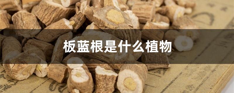 板蓝根是什么植物 板蓝根是什么植物