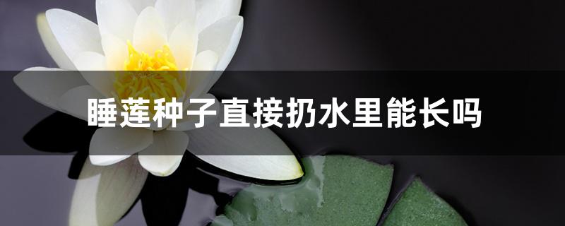 睡莲种子直接扔水里能长吗 睡莲种子直接扔水里能长吗