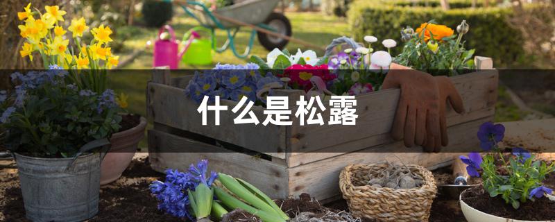 什么是松露 什么是松露