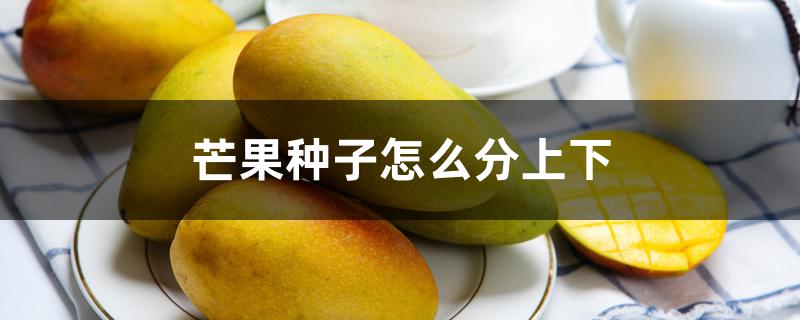 芒果种子怎么分上下 芒果种子怎么分上下