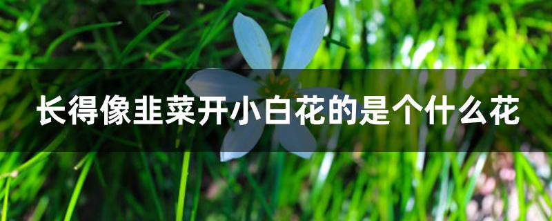 长得像韭菜开小白花的是个什么花 长得像韭菜开小白花的是个什么花