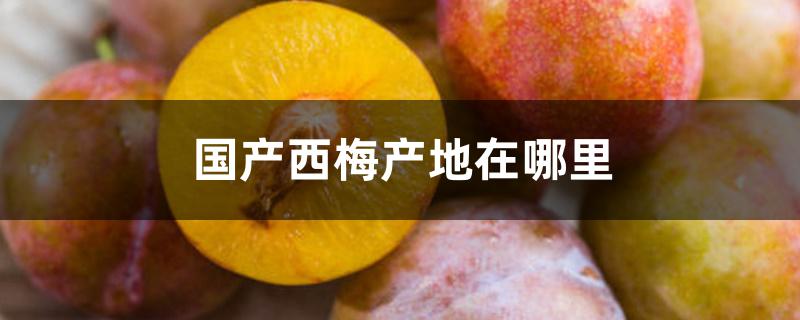 国产西梅产地在哪里 国产西梅产地在哪里
