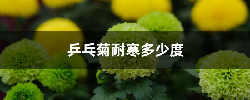乒乓菊耐寒多少度 乒乓菊耐寒多少度