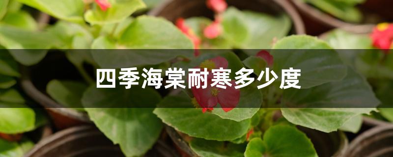 四季海棠耐寒多少度 四季海棠耐寒多少度