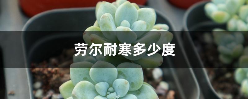 劳尔耐寒多少度 劳尔耐寒多少度
