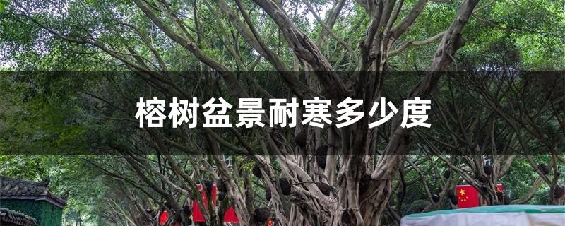 榕树盆景耐寒多少度 榕树盆景耐寒多少度