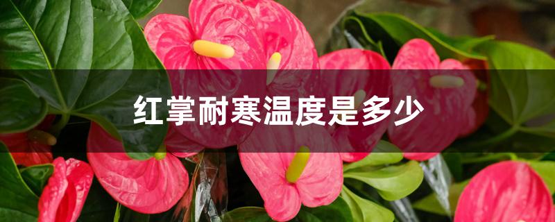 红掌耐寒温度是多少 红掌耐寒温度是多少