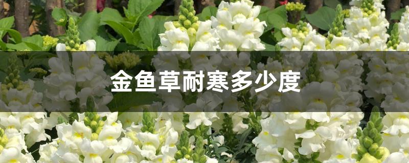 金鱼草耐寒多少度 金鱼草耐寒多少度
