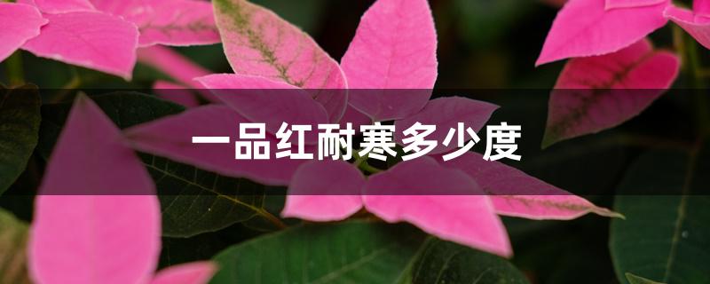 一品红耐寒多少度 一品红耐寒多少度