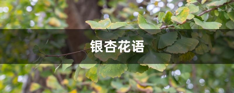 银杏花语 银杏花语