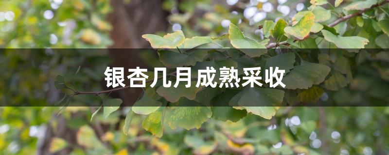银杏几月成熟采收 银杏几月成熟采收