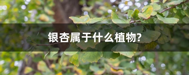 银杏属于什么植物? 银杏属于什么植物?