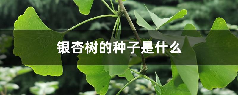 银杏树的种子是什么 银杏树的种子是什么