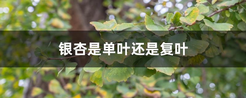 银杏是单叶还是复叶