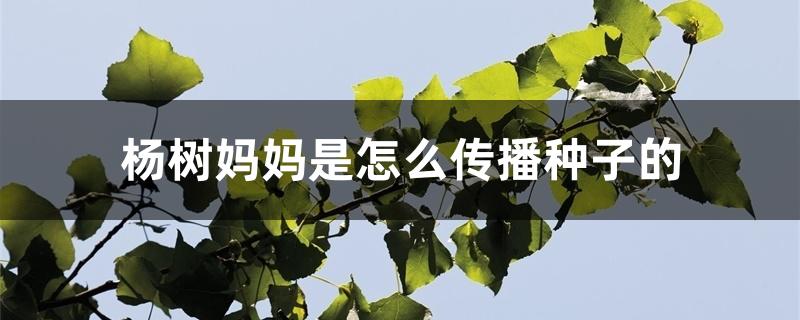 杨树妈妈是怎么传播种子的 杨树妈妈是怎么传播种子的