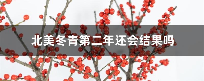 北美冬青第二年还会结果吗 北美冬青第二年还会结果吗