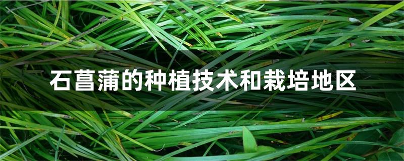 石菖蒲的种植技术和栽培地区 石菖蒲的种植技术和栽培地区