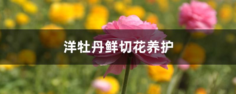 洋牡丹鲜切花养护 洋牡丹鲜切花养护