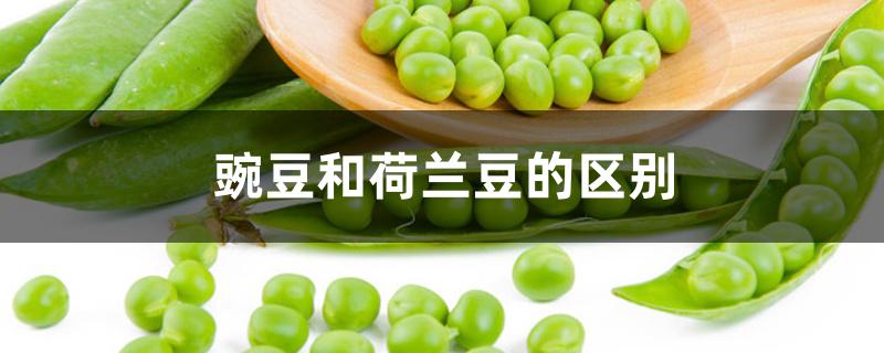 豌豆和荷兰豆的区别 豌豆和荷兰豆的区别