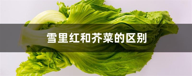 雪里红和芥菜的区别 雪里红和芥菜的区别