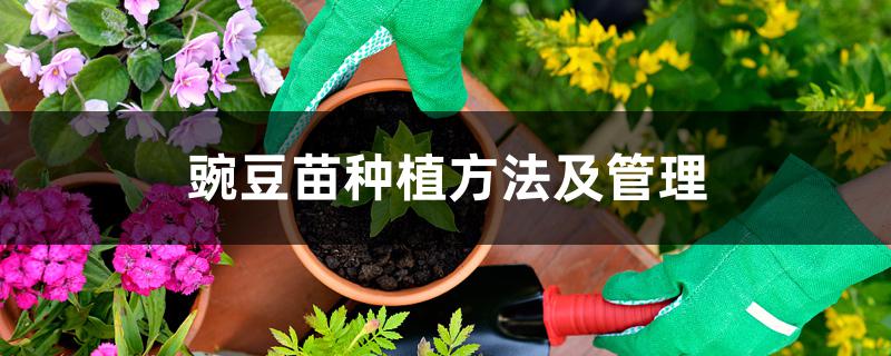 豌豆苗种植方法及管理 豌豆苗种植方法及管理
