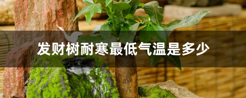 发财树耐寒最低气温是多少