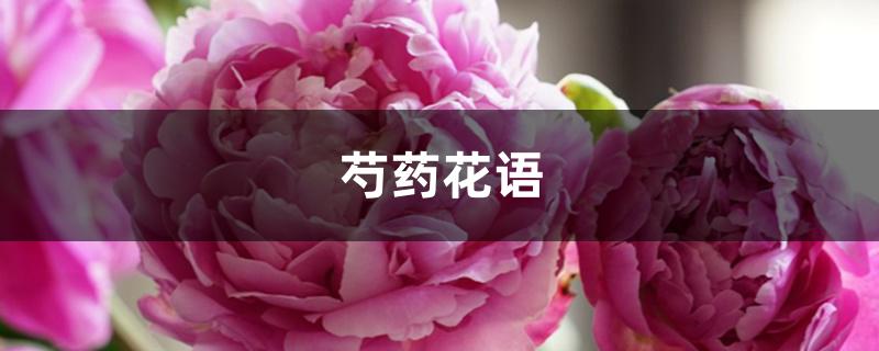 芍药花语 芍药花语
