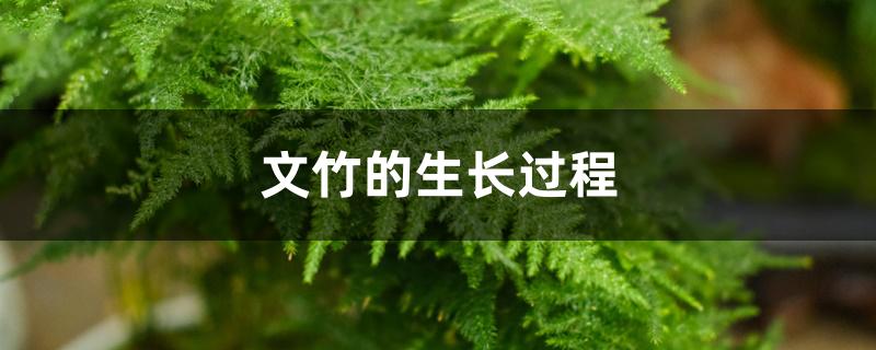 文竹的生长过程 文竹的生长过程